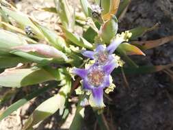 Image of Ferraria uncinata Sweet