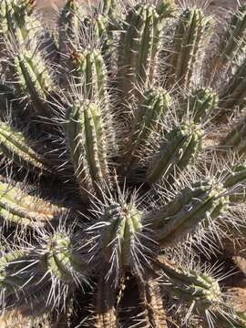 Imagem de Euphorbia handiensis Burchard