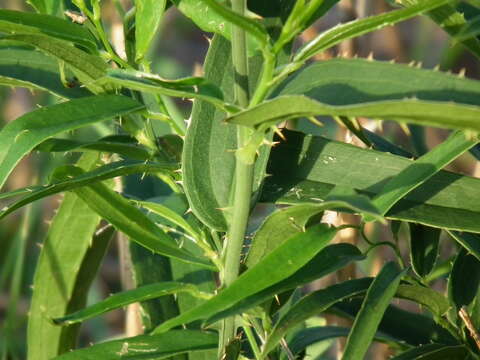 Image of Smilax cognata Kunth