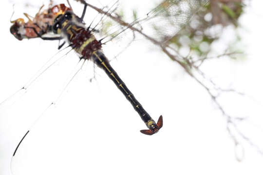 Image of Coastal Petaltail