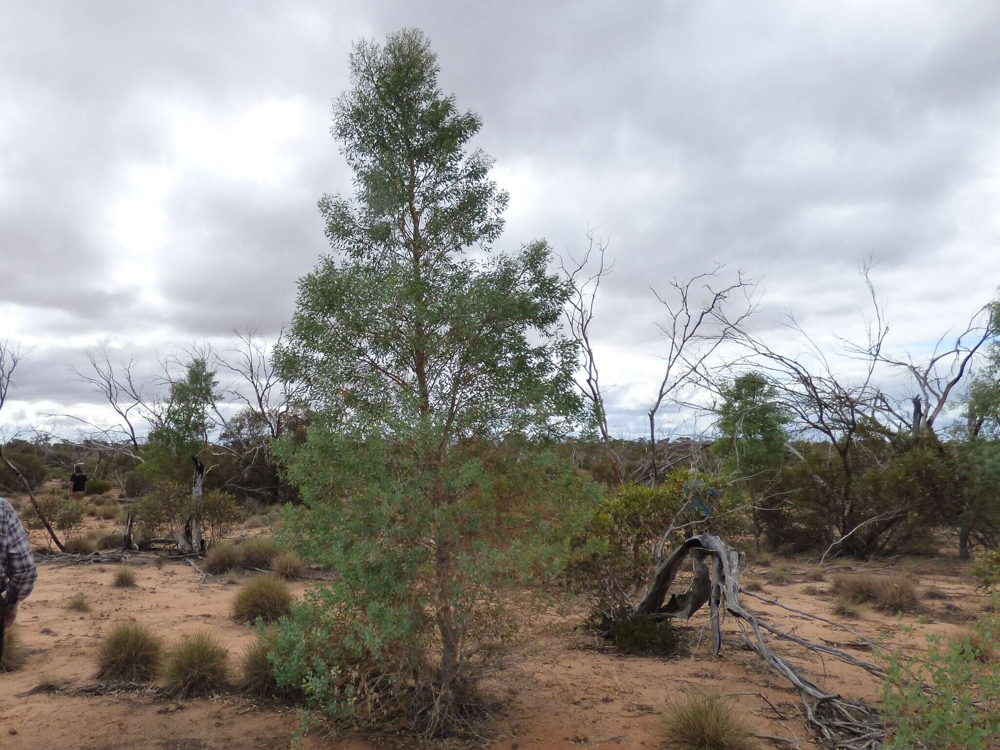 Codonocarpus cotinifolius (Desf.) F. Müll. resmi