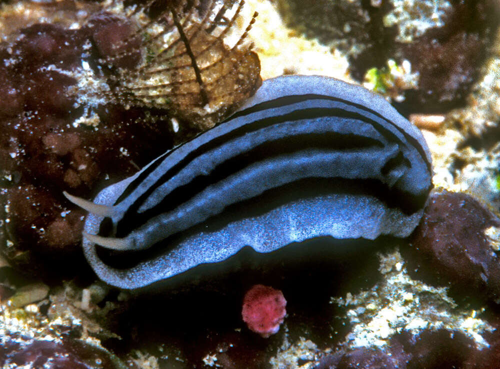 Image of Phyllidiopsis xishaensis (Lin 1983)