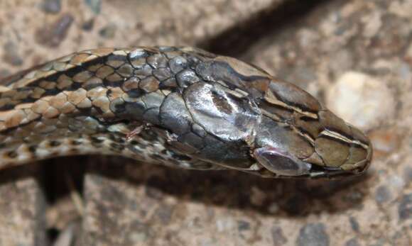 Image of Cross-marked Or Montane Grass Snake