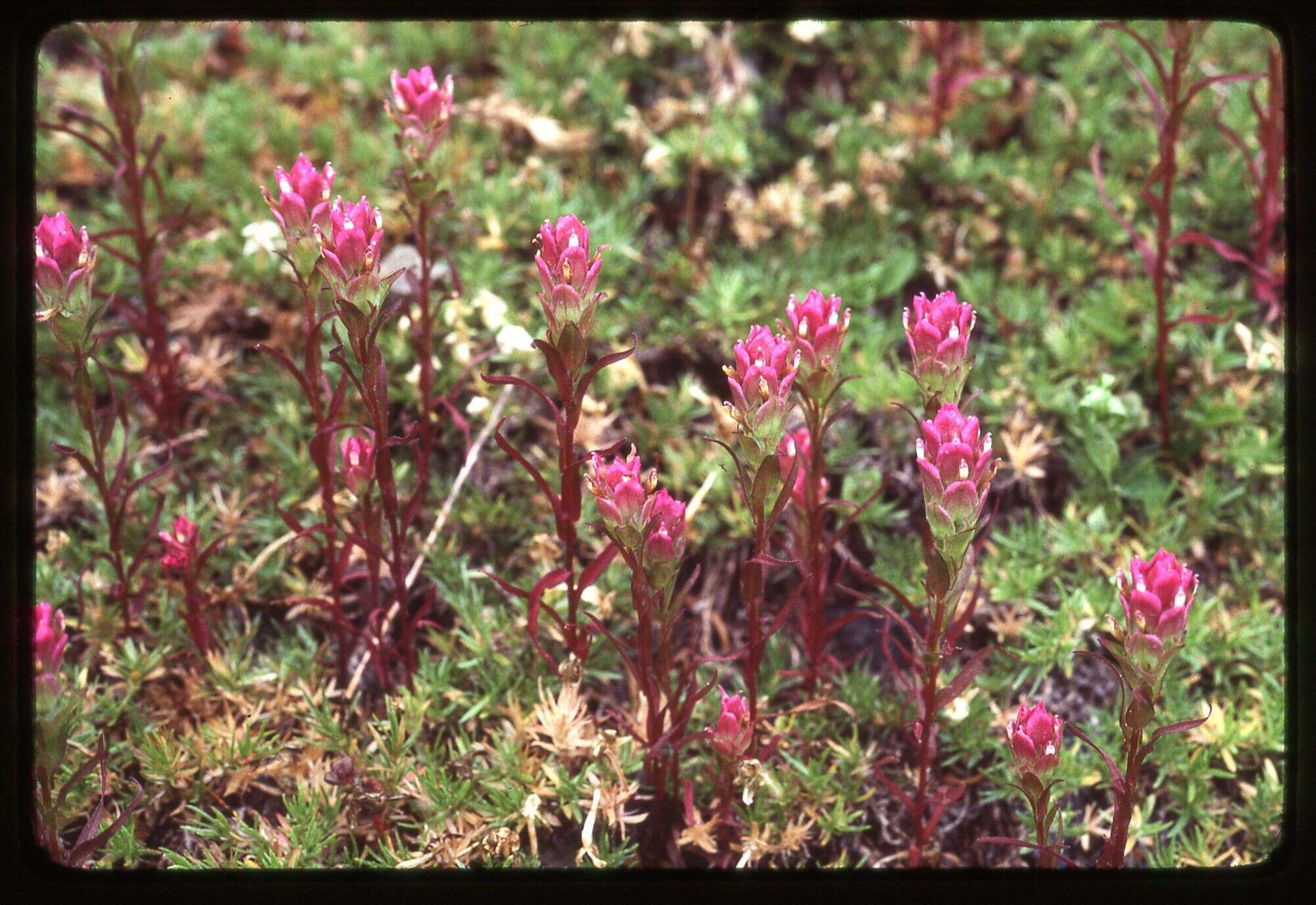 Image of mountain owl's-clover