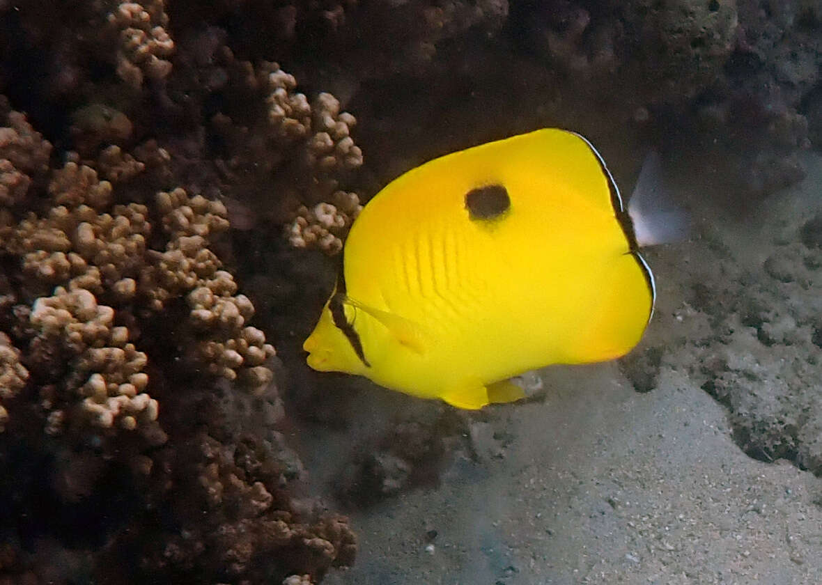 Image of Indian Teardrop Butterflyfish