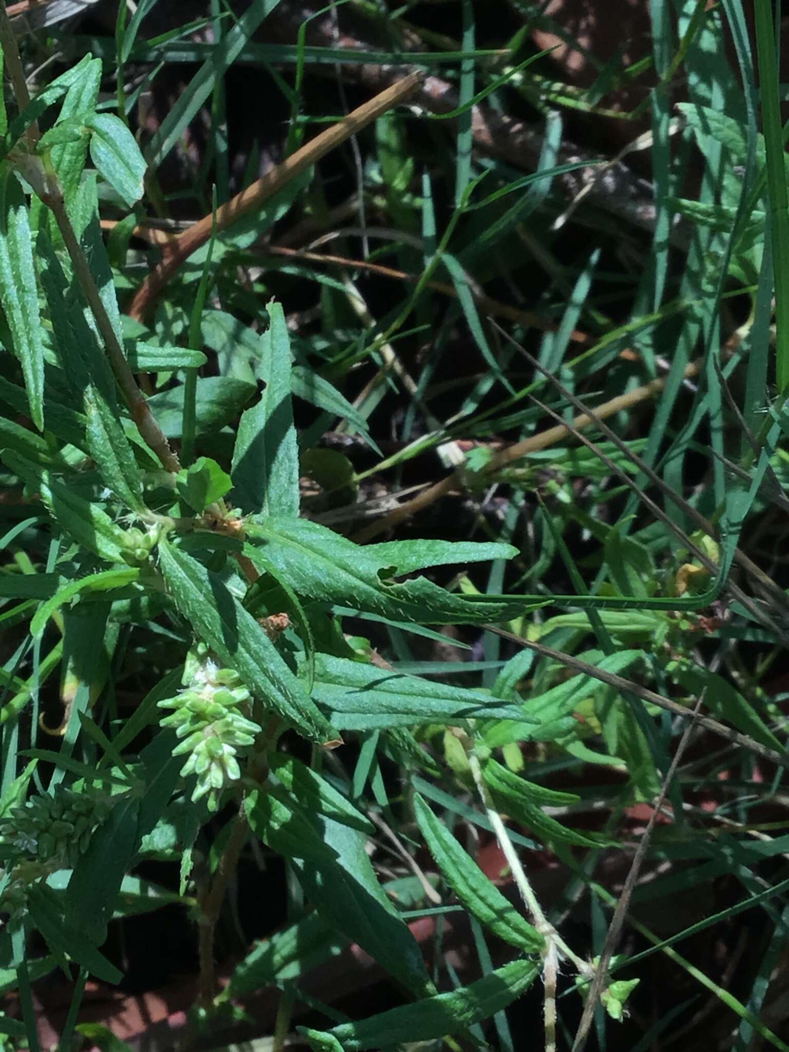 Sivun Persicaria prostrata (R. Br.) Sojak kuva