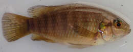 Image of Okavango tilapia