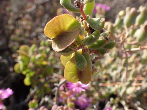 Image of Tetragonia sarcophylla Fenzl