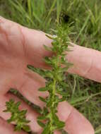 Image of hairy purslane speedwell