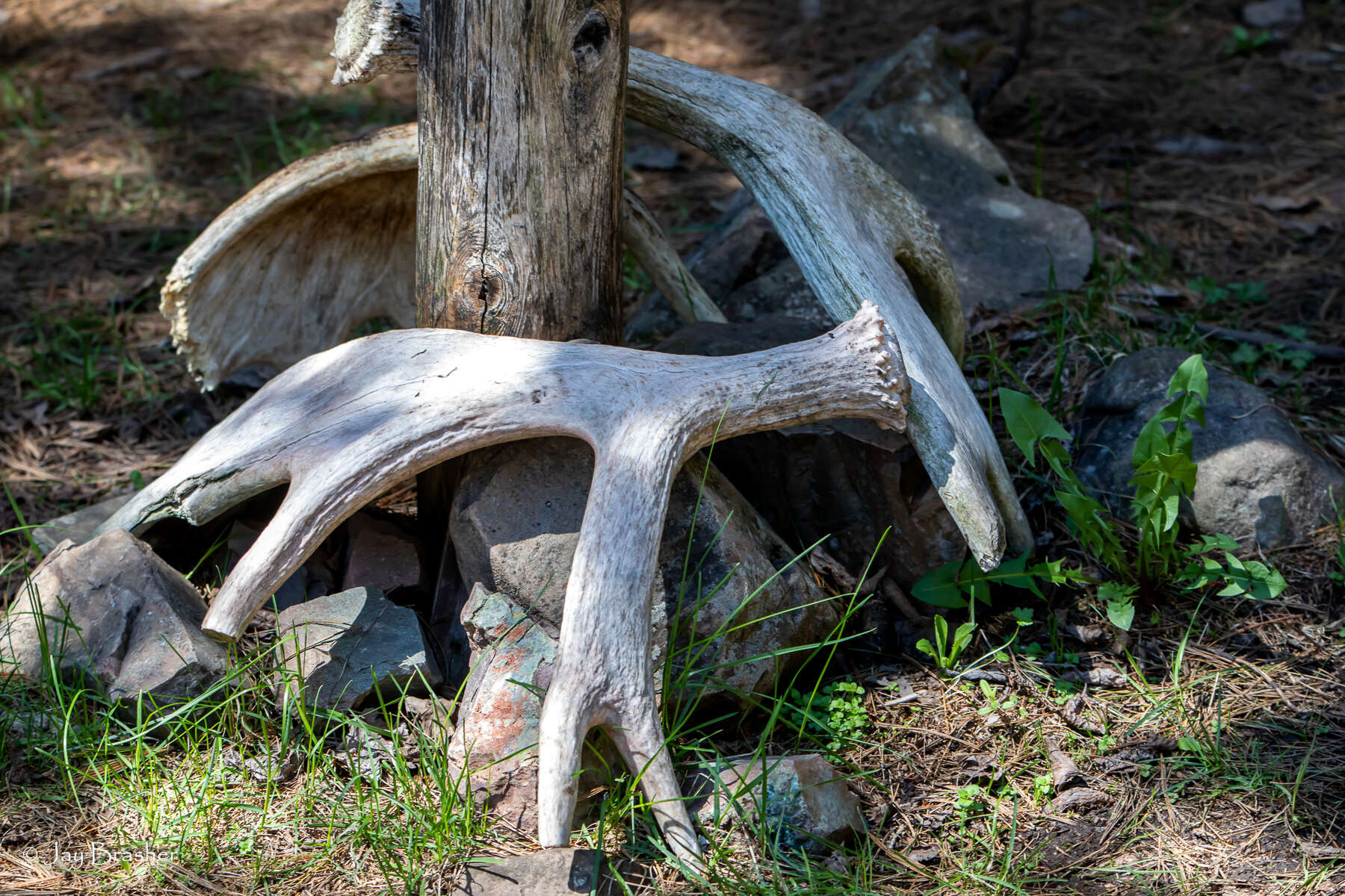 Image of Alaska moose