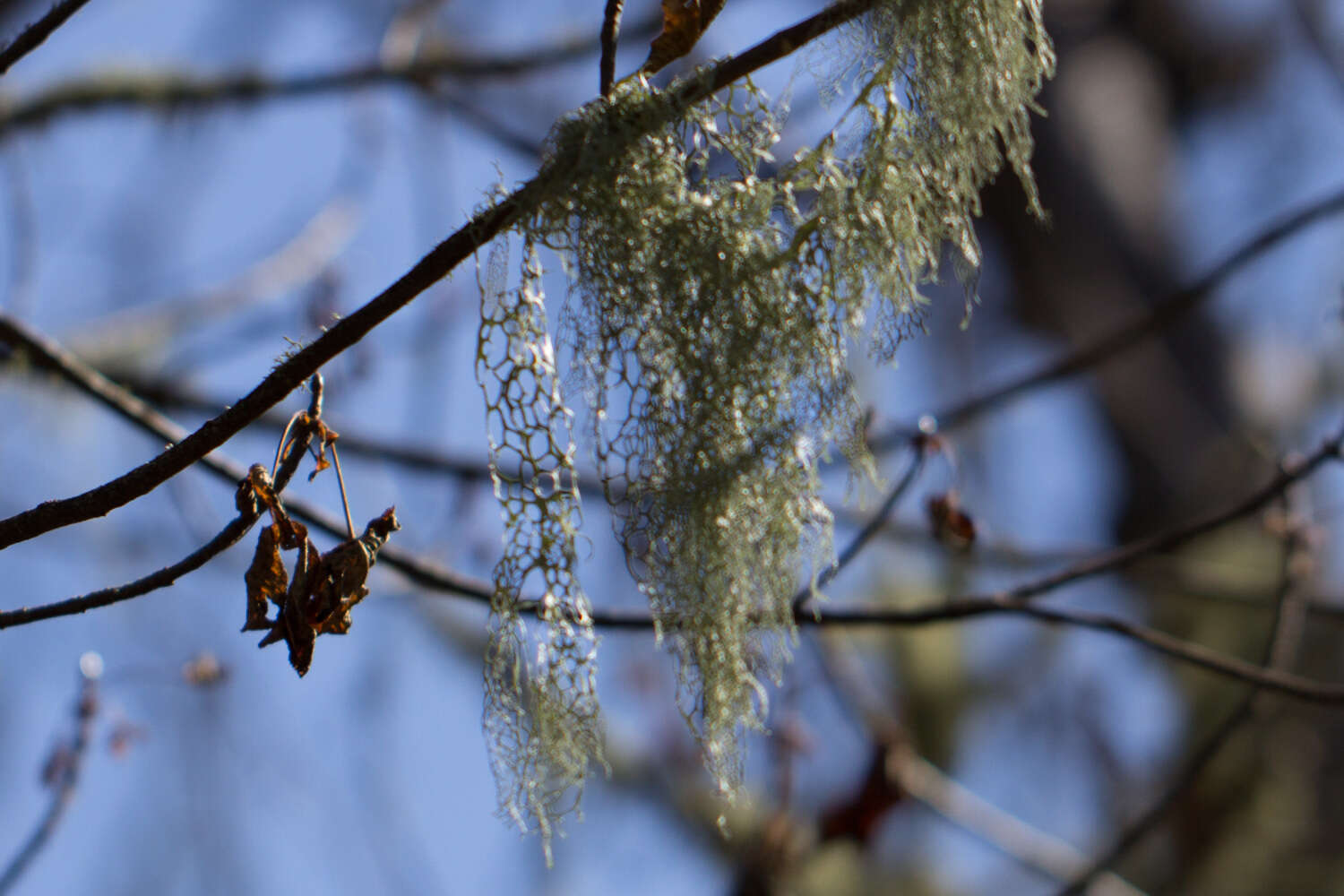 Image of Fishnet;   Menzies' cartilage lichen