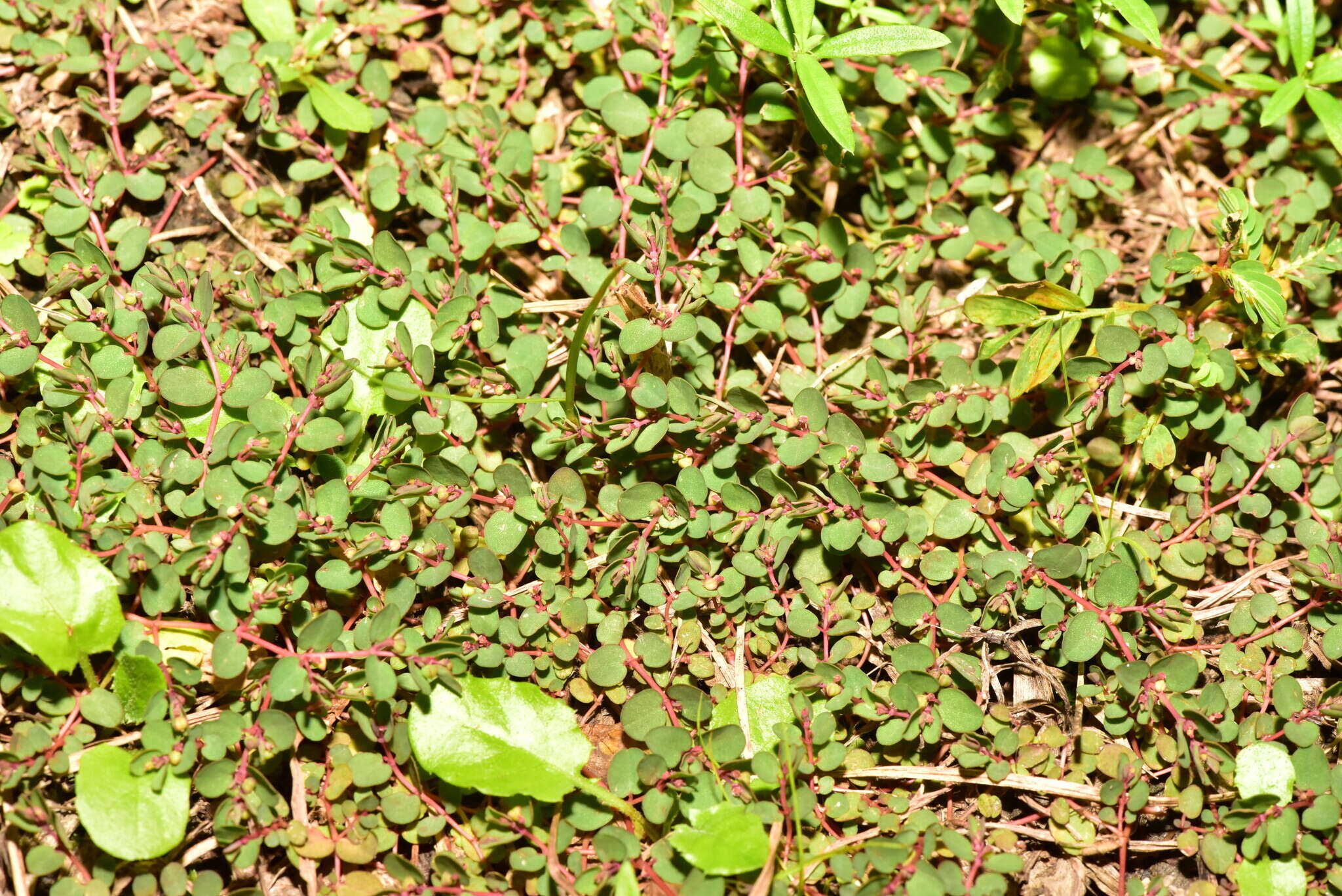 Image of Euphorbia makinoi Hayata