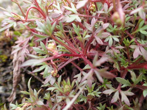 Image of Saxifraga pedemontana All.