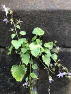 Image of Peach-leaf Bellflower