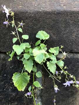 Image of Peach-leaf Bellflower