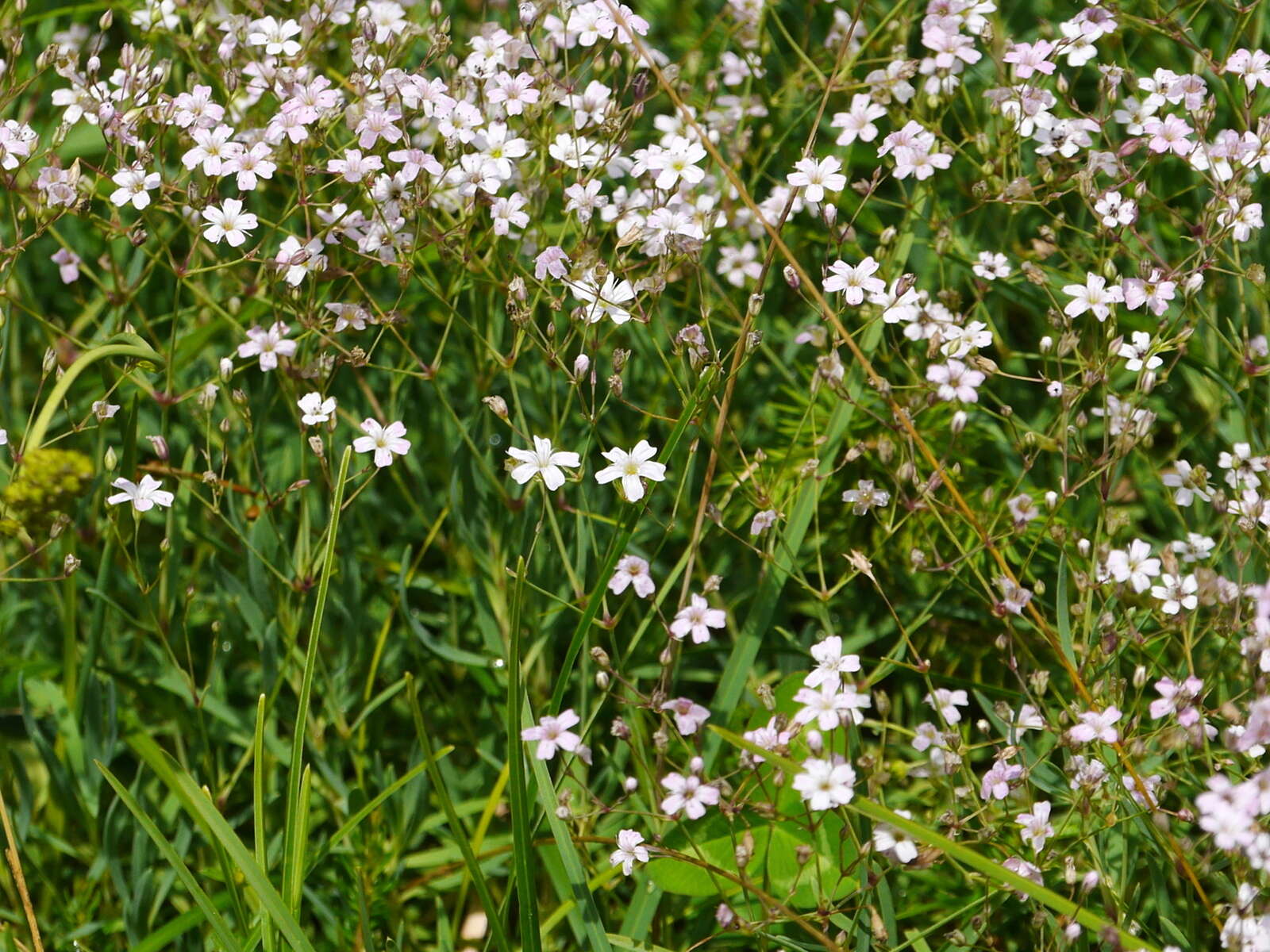 Слика од Gypsophila repens L.