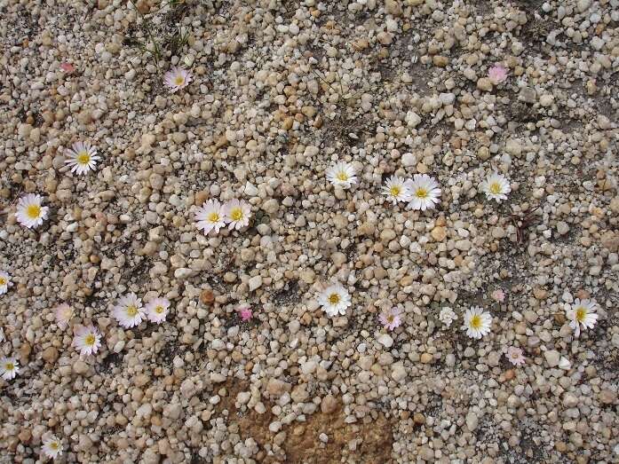 Image of Frithia humilis P. M. Burgoyne