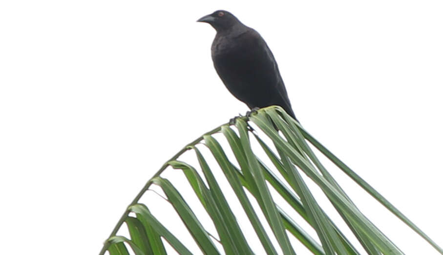 Image of Giant Cowbird