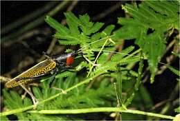 Image of Macroxiphus sumatranus (Haan 1843)