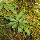 Image of Stenoglottis fimbriata subsp. saxicola (Kraenzl.) G. McDonald