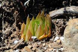 Image of Haworthia mucronata var. morrisiae (Poelln.) Poelln.