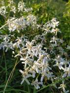 Imagem de Clematis lathyrifolia Bess. ex Reichb.