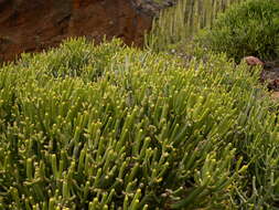 Euphorbia aphylla Brouss. ex Willd. resmi