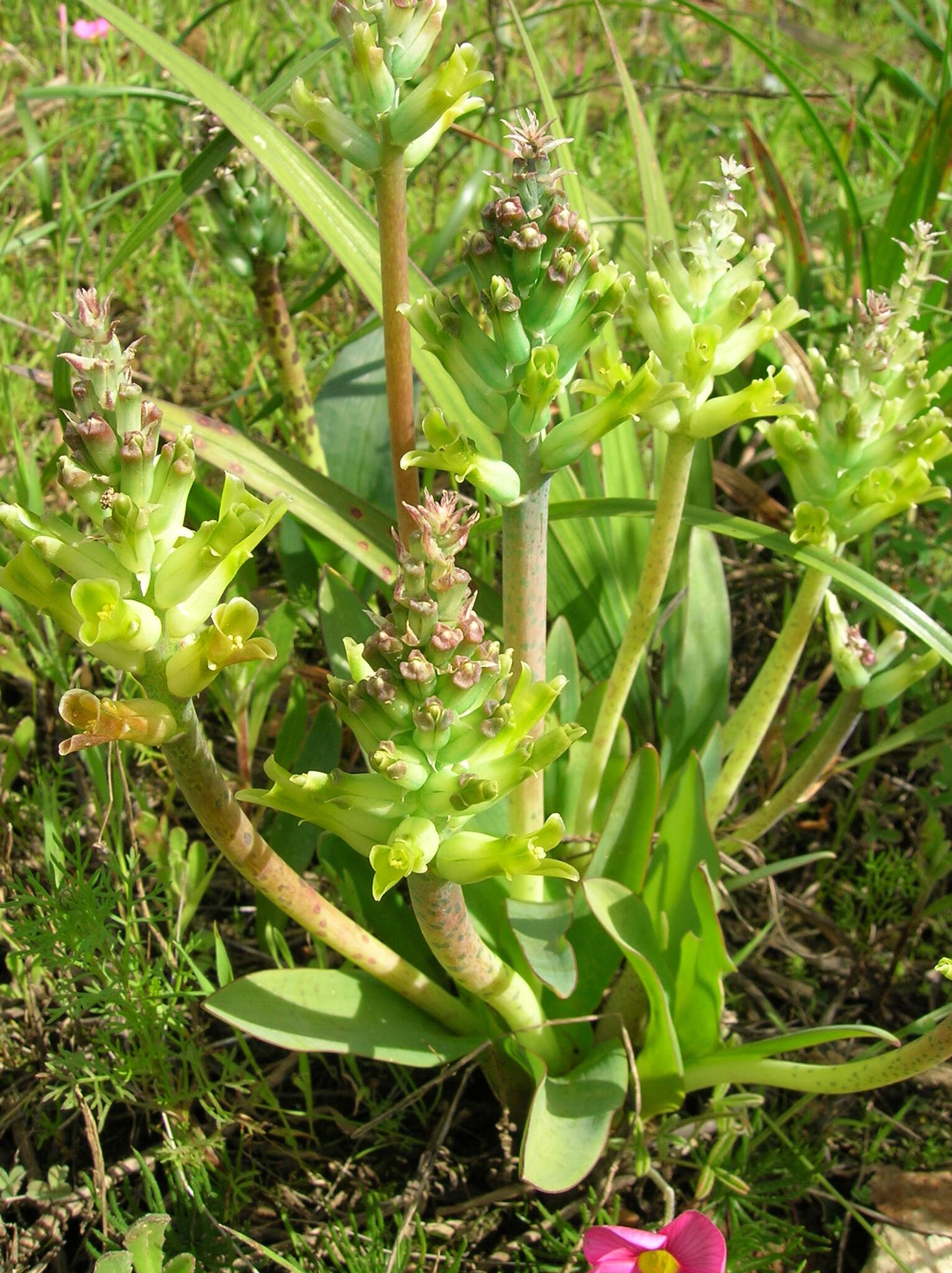 Image de Lachenalia orchioides subsp. orchioides