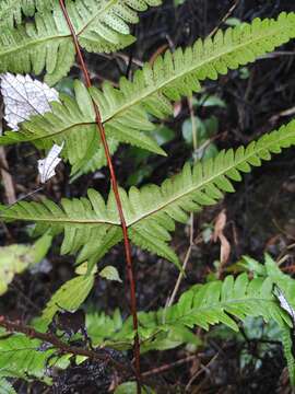 Sivun Phegopteris aurita (Hook.) J. Sm. kuva