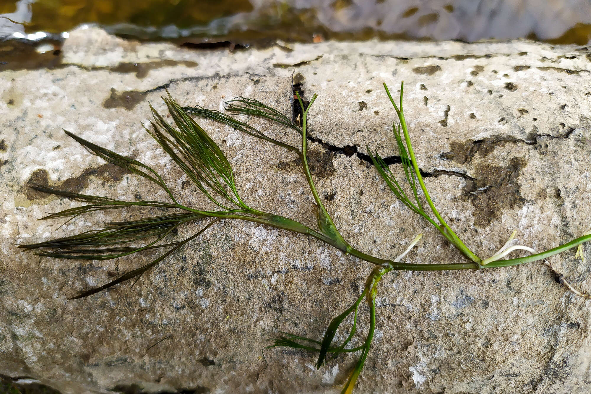 Image of Ranunculus kauffmanii P. Clerc