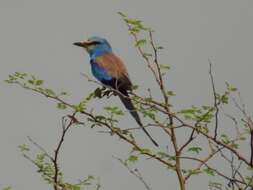 Image of Abyssinian Roller