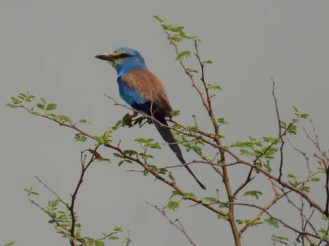 Image of Abyssinian Roller