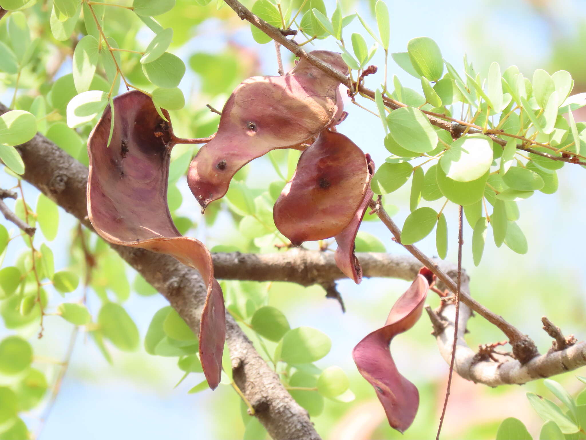 Image of Lysiphyllum cunninghamii (Benth.) de Wit