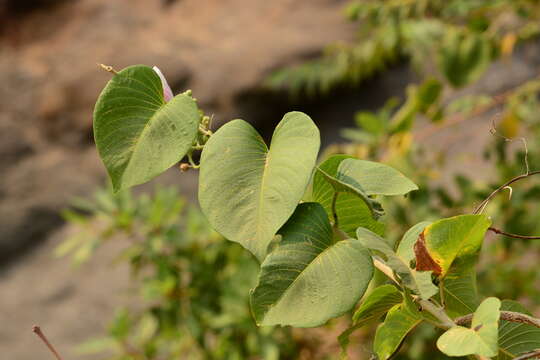 Слика од Ipomoea campanulata L.