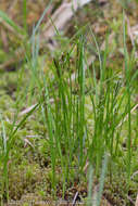Слика од Carex anthoxanthea J. Presl & C. Presl