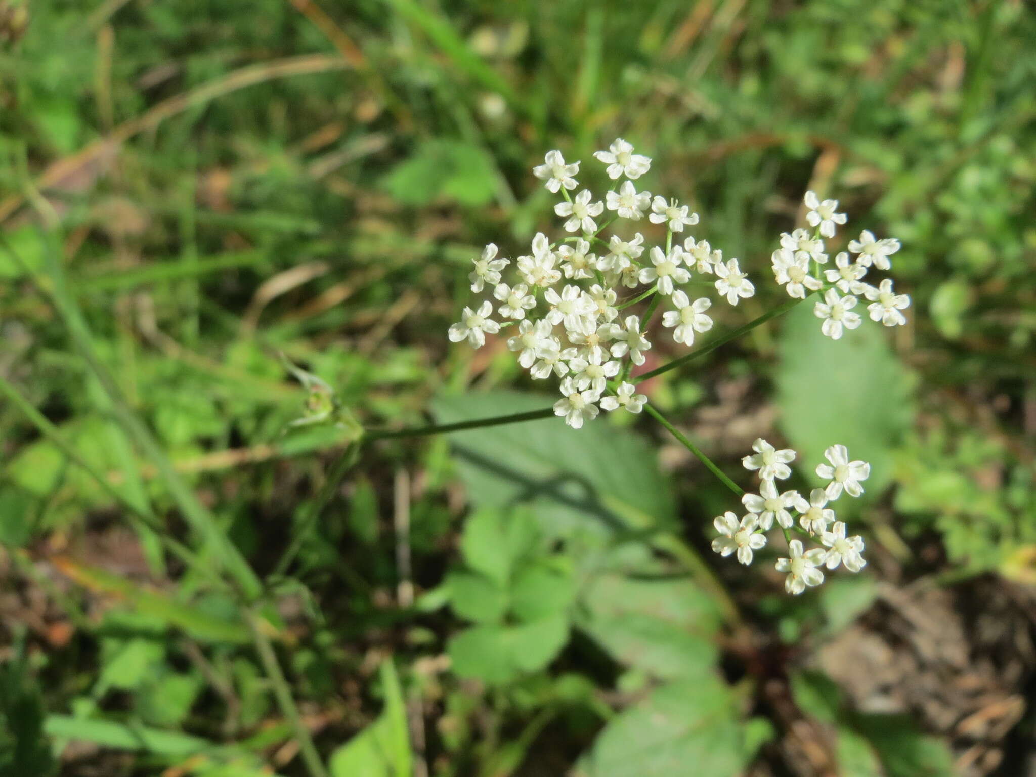 Imagem de Oreoselinum