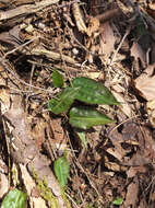 Image of Tipularia japonica Matsum.