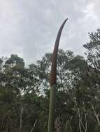 Image of Xanthorrhoea resinosa Pers.