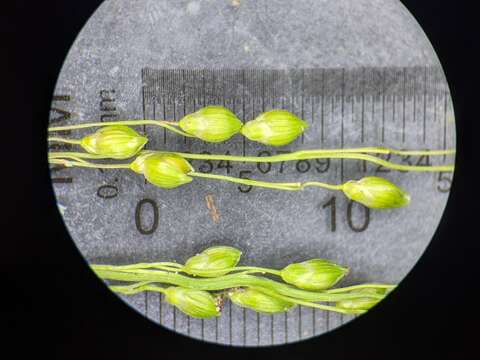 Image of slimleaf panicgrass