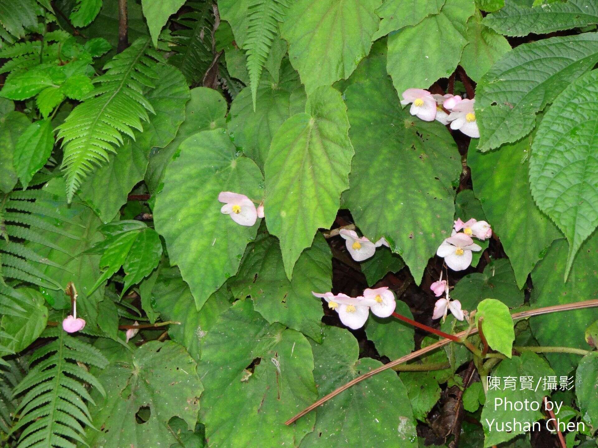 Image of Begonia pinglinensis C. I Peng