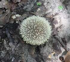 Image of Lycoperdon echinatum Pers. 1794