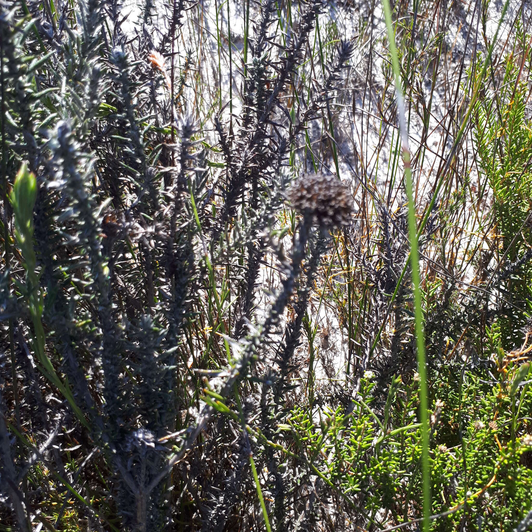 Image of Shortleaf Blombush