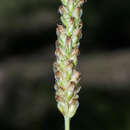 Image of Plantago linearis Kunth