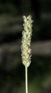 صورة Plantago linearis Kunth