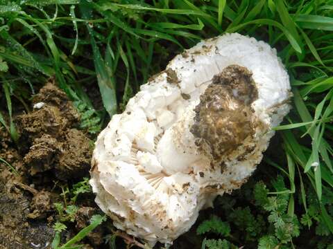 Image of Amanita magniverrucata Thiers & Ammirati 1982