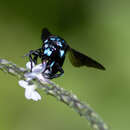 Image of Thyreus nitidulus quartinae (Gribodo 1884)