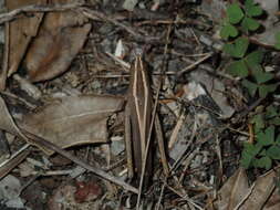 Apotropis tricarinata (Stål 1878)的圖片