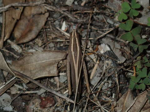 Apotropis tricarinata (Stål 1878) resmi