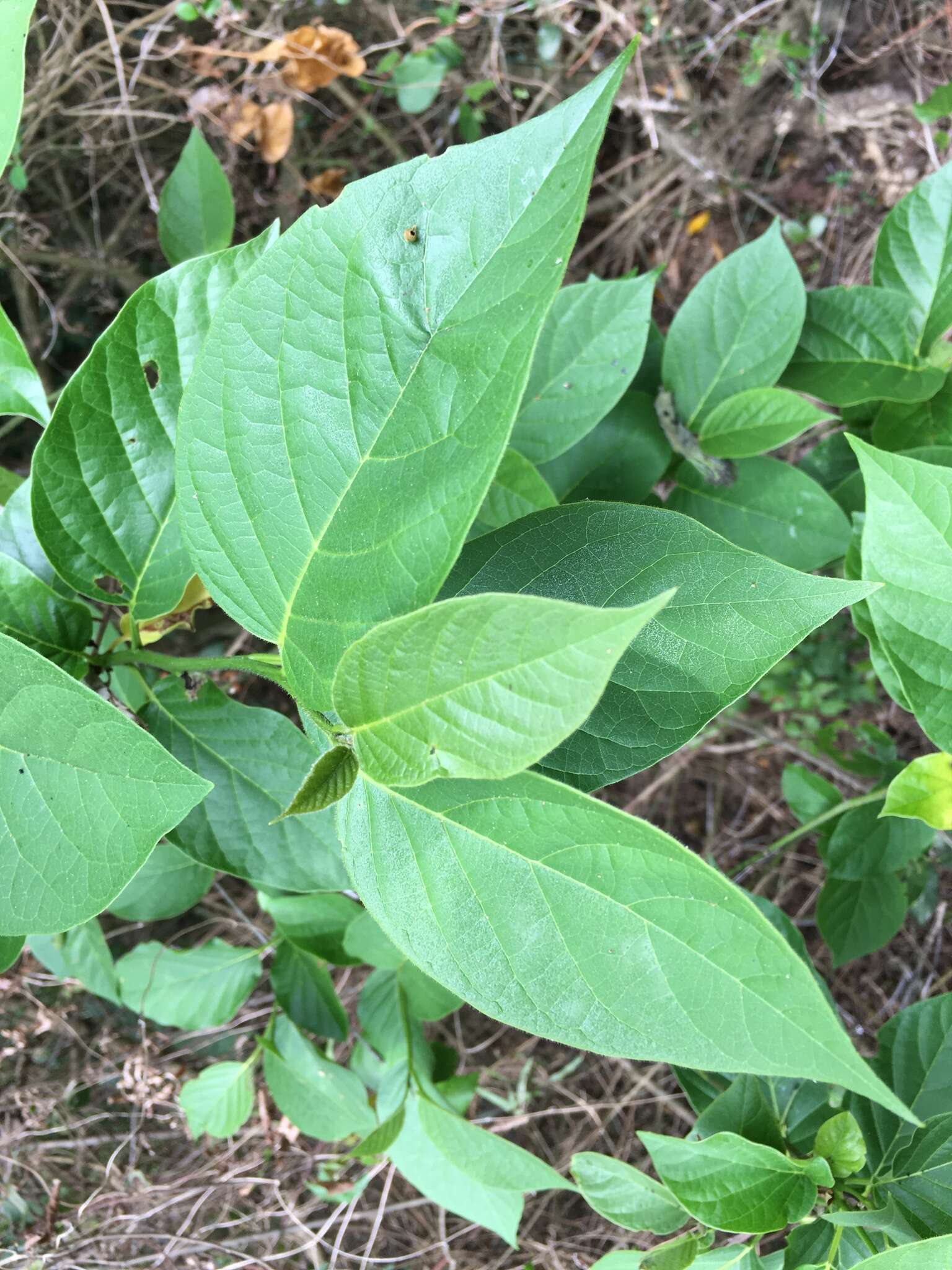 Image of Ehretia resinosa Hance