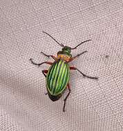 Carabus (Chrysocarabus) auronitens Fabricius 1792 resmi